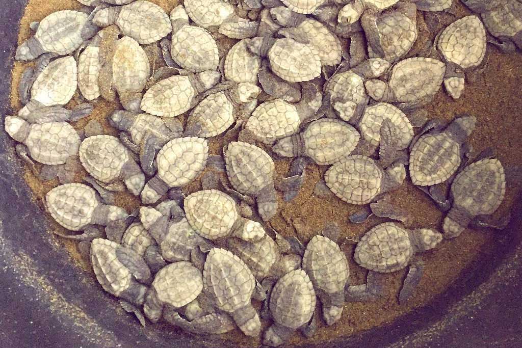 Gap-Year-for-Conservation-Majors