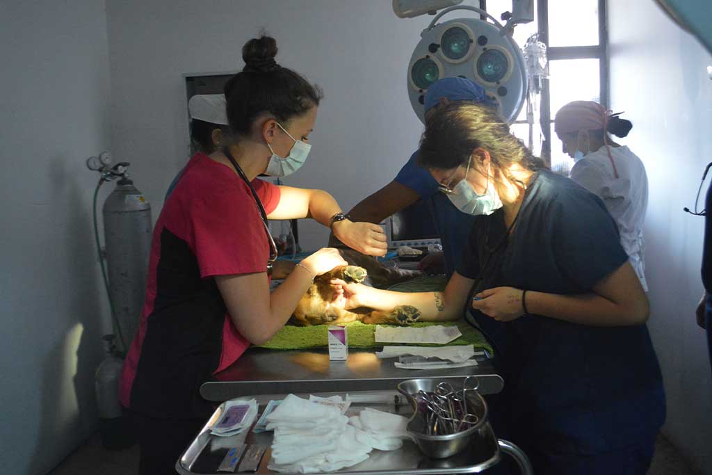 Guatemala-veterinary-internships