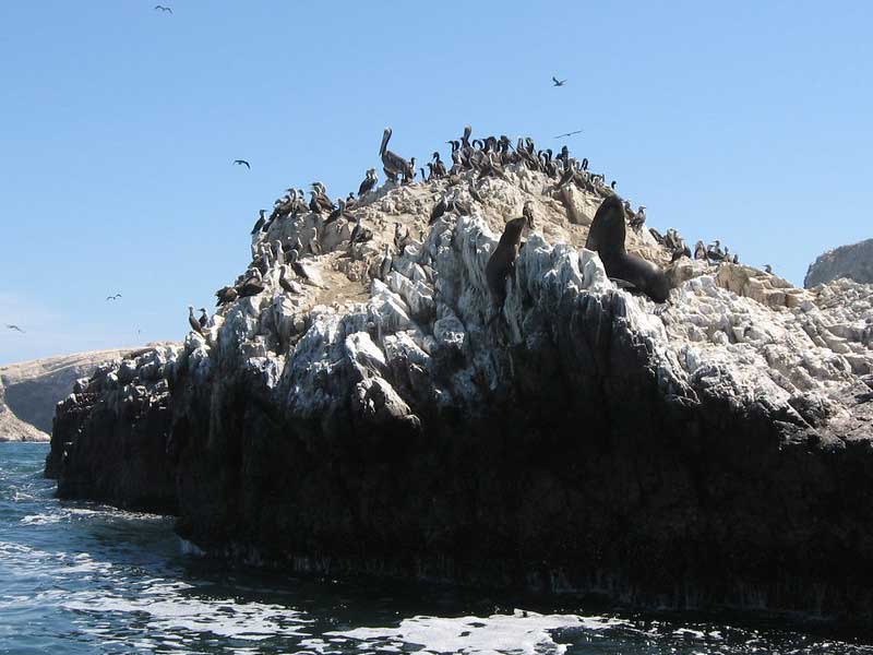 Islas-Ballestas-Peru