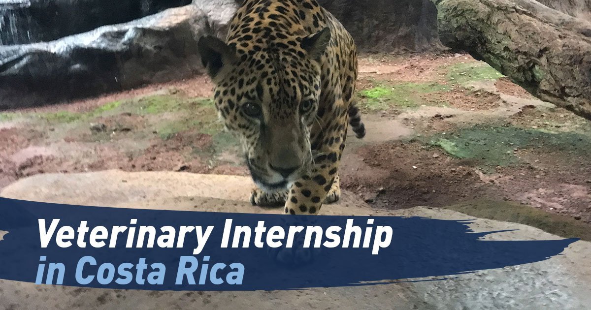Veterinary Internship in Costa Rica Maximo Nivel