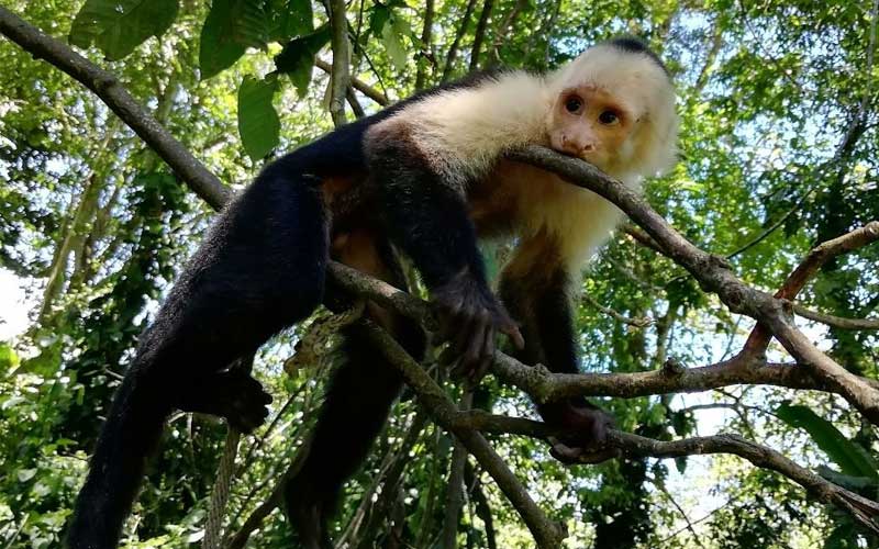 Veterinary-Science-Costa-Rica