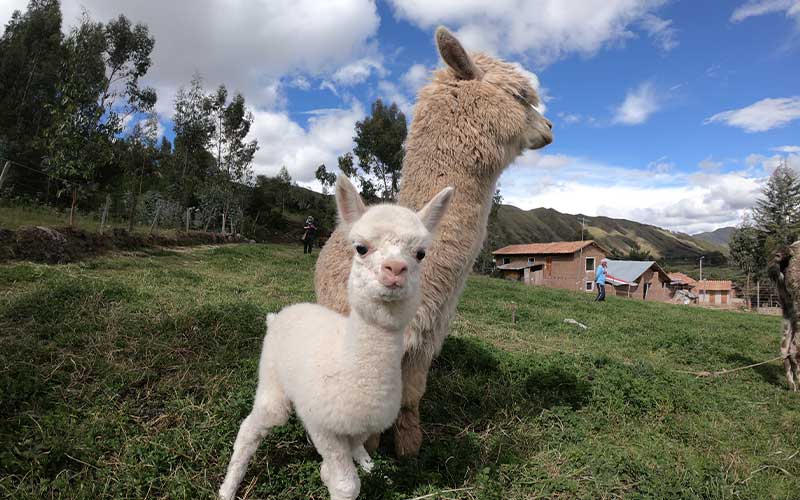 Volunteer-Abroad-Peru-Alpacas-Llamas