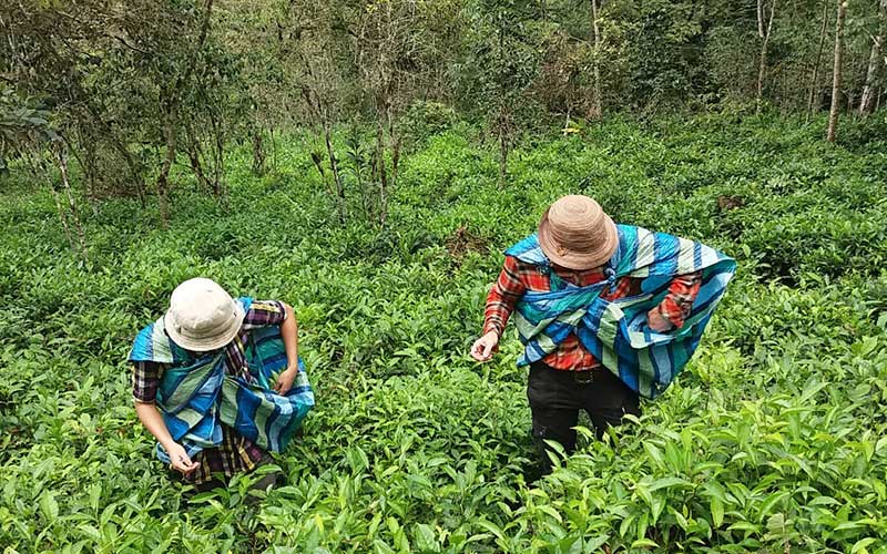 Volunteer-Abroad-Peru-Farming