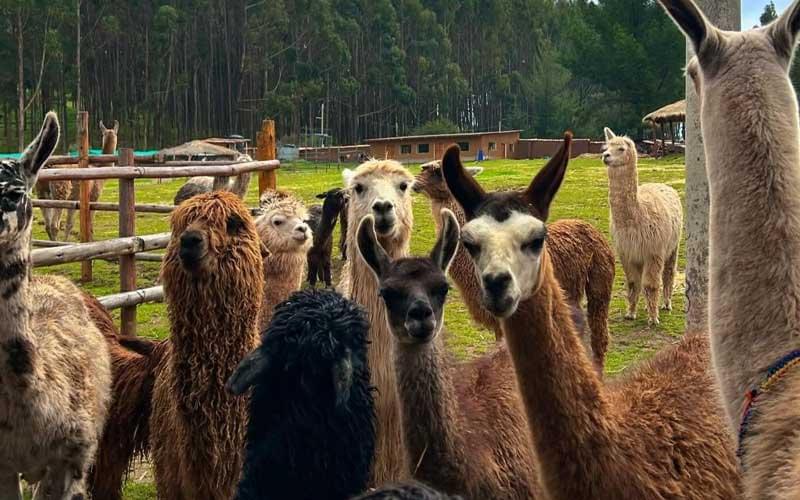 custom-gap-year-build-your-own-work-with-animals-abroad