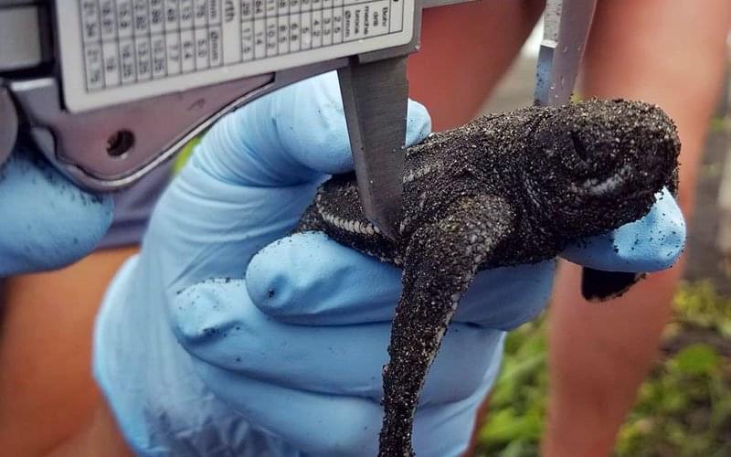 volunteer-abroad-sea-turtle-program-CR