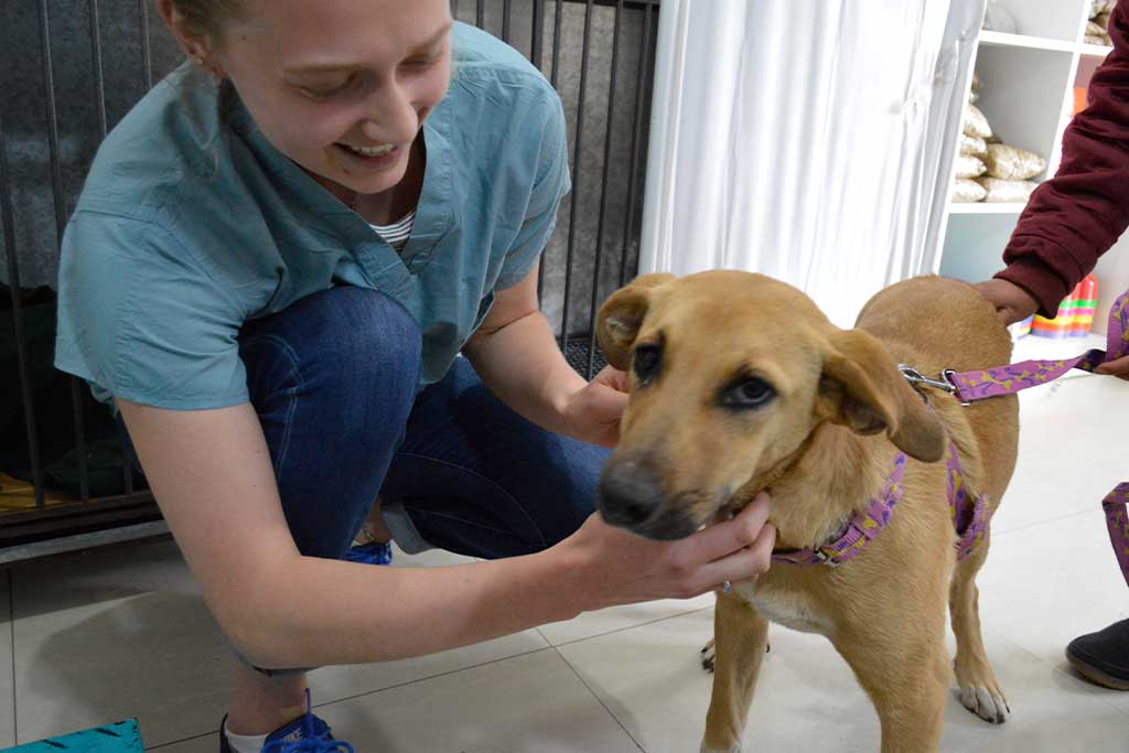 animal-internship-costa-rica
