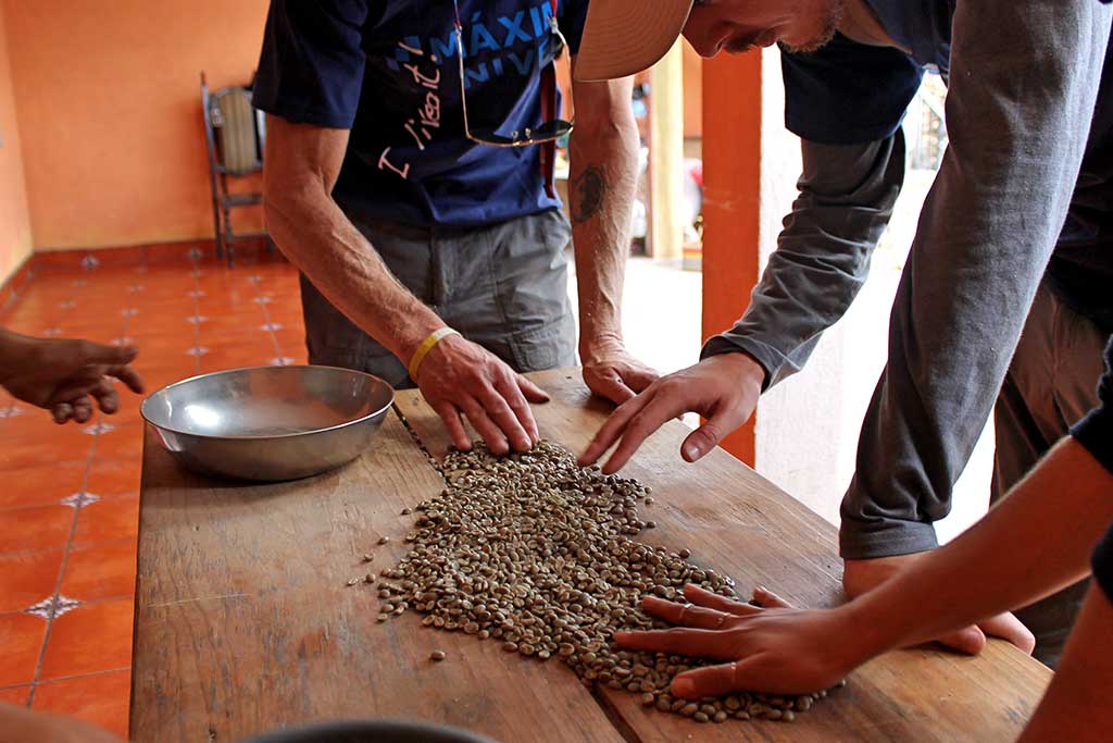 cofee-picking-guatemala