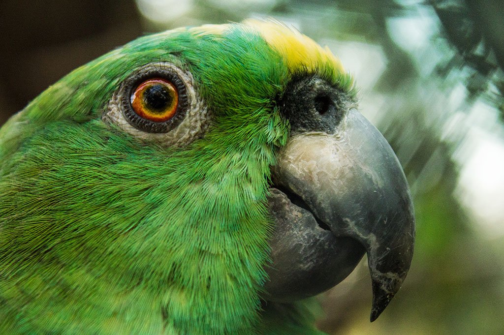 conservation-parrots-macaws-amazon Biology Conservation Techniques of Parrots and Macaws in the Peruvian Amazon