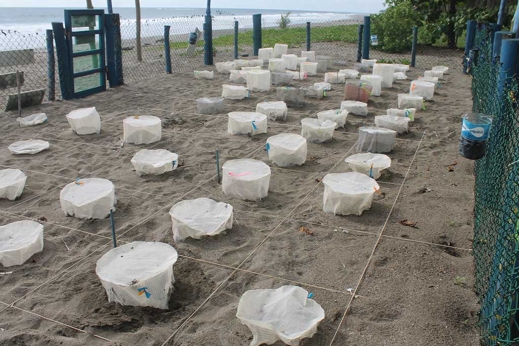 sea-turtle-conservation-projects-costa-rica