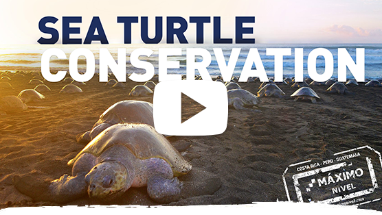 Sea Turtle Conservation Volunteer Video