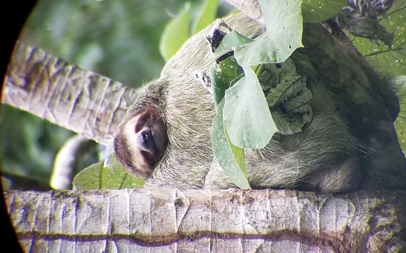 sloths-while-volunteering-in-costa-rica