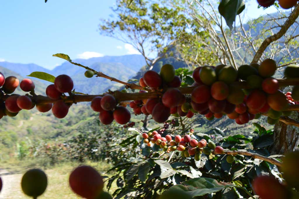 sustainable-coffee-beans-costa-rica