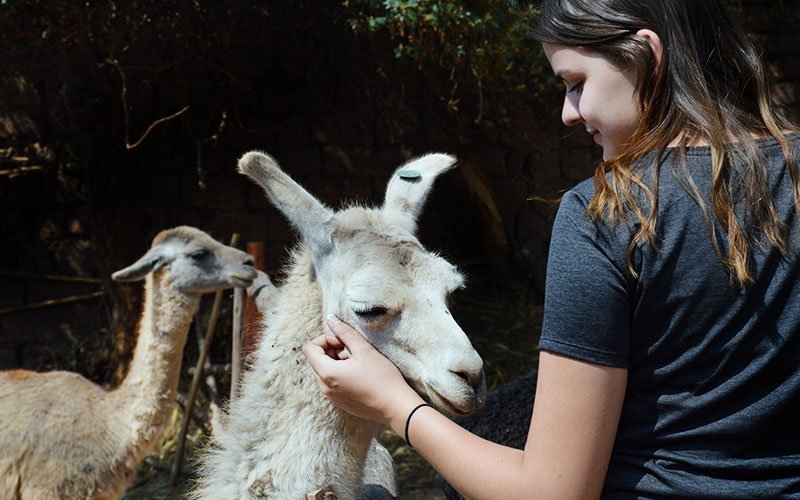 vet-animal-science-semester-university-abroad-program Semester Abroad for Veterinary & Animal Science Major
