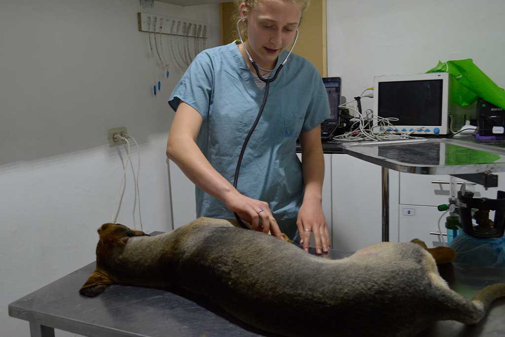 veterinary-internship-costa-rica